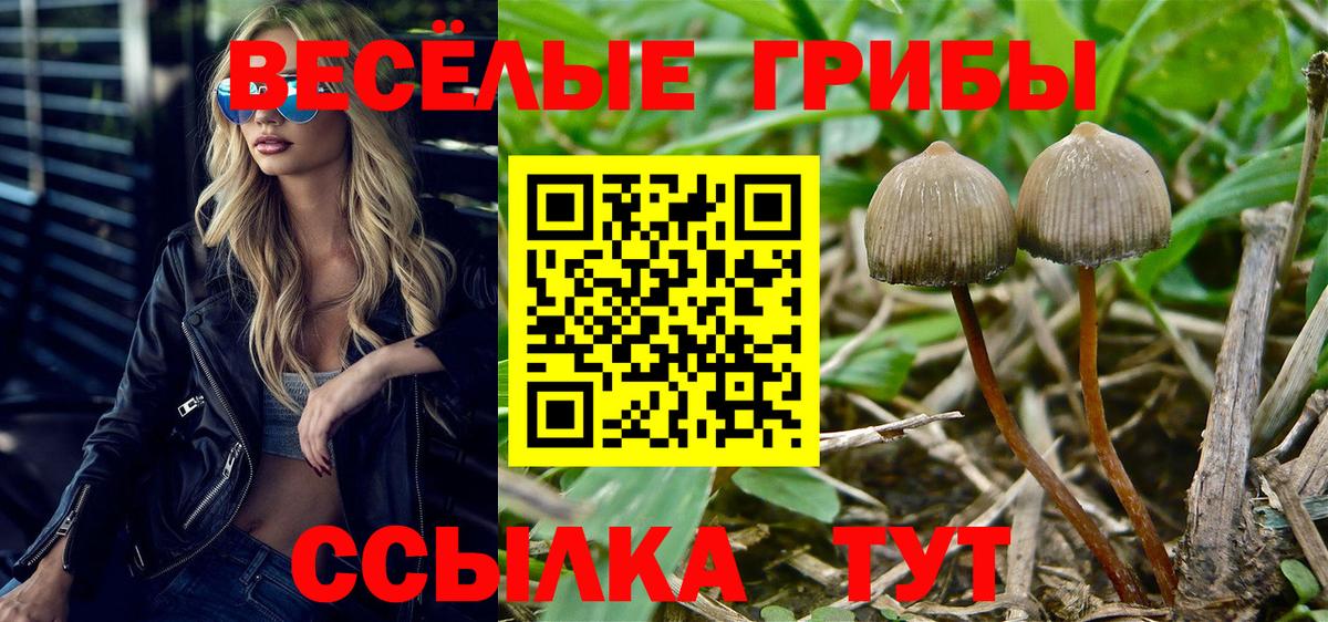 Прохладный  Галлюциногенные грибы мицелий  Вход с VPN  Псилоцибиновые грибы прущие грибы 